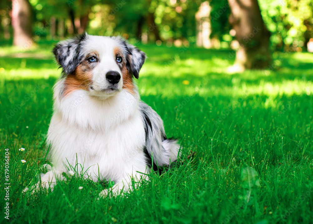 Austrian shepherd Aussie lies in the green grass on the background of the park. The dog has a long and fluffy coat. The dog looks away. The photo is horizontal and blurry