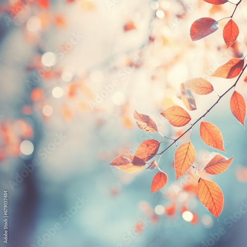 autumn leaves background © Nasreen