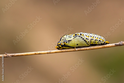 Tableau sur toile Black-veined White - Aporia crataegi Butterfly pupa