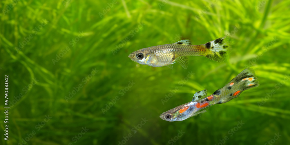 Fototapeta premium Guppy, Barbados Millions, Million fish - (Poecilia reticulata)