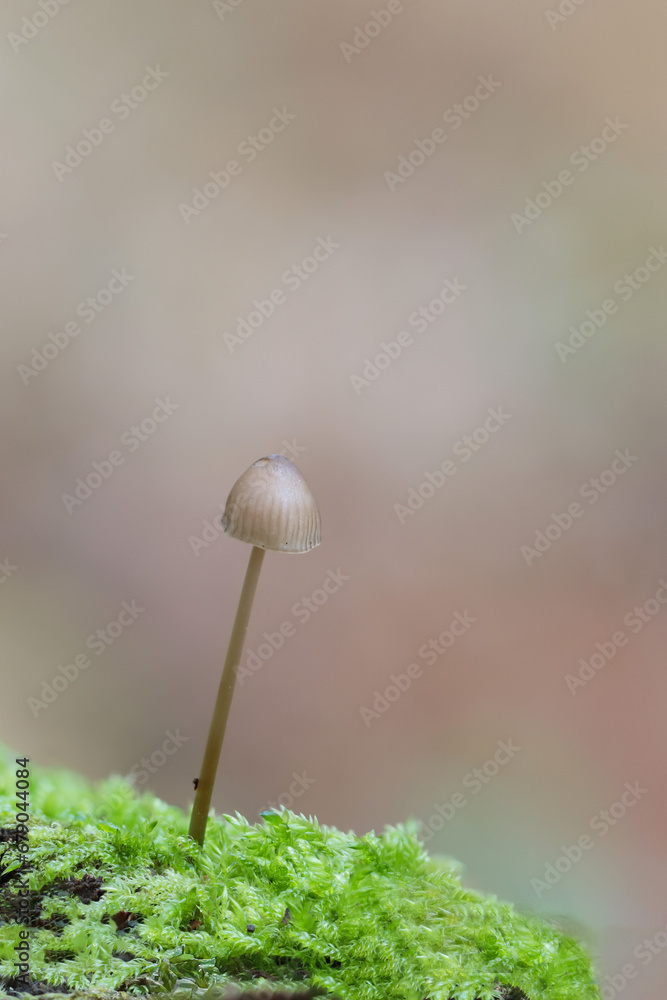 Bonnet mushroom Mycena in close view Bonnet mushroom Mycena in close view