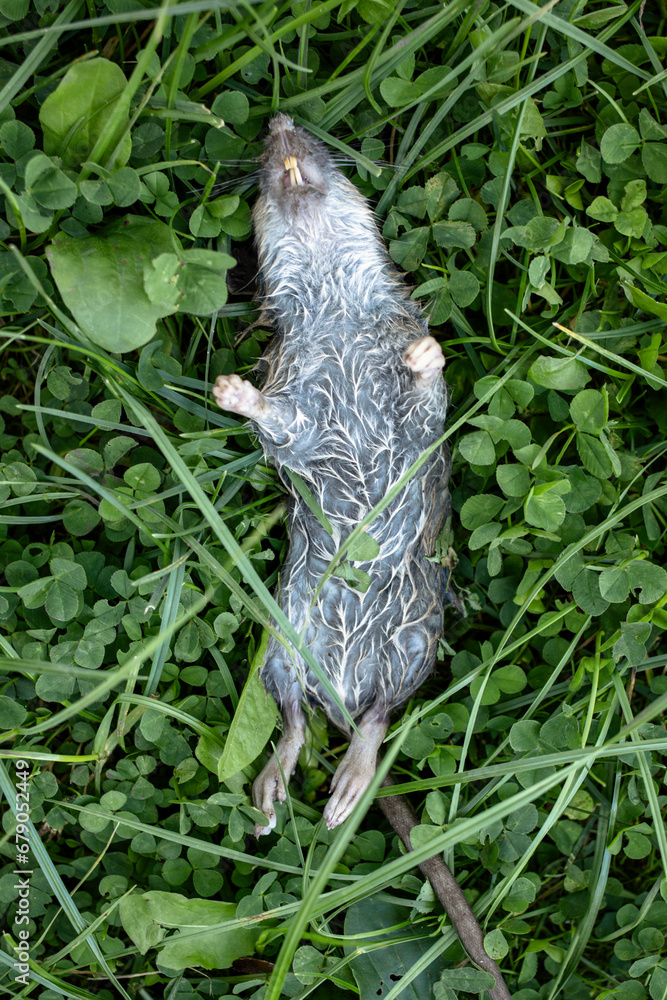 Dead Field Mouse in Garden Grass. Mouse Killer Exterminator Poison. Pest Control Mice Problem. 