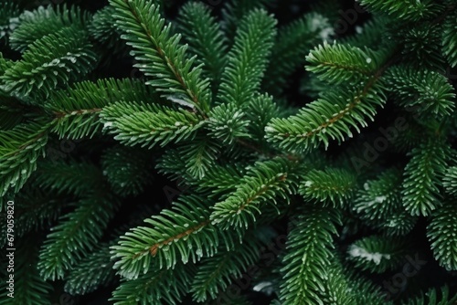 Background image of the green branches of the Christmas tree