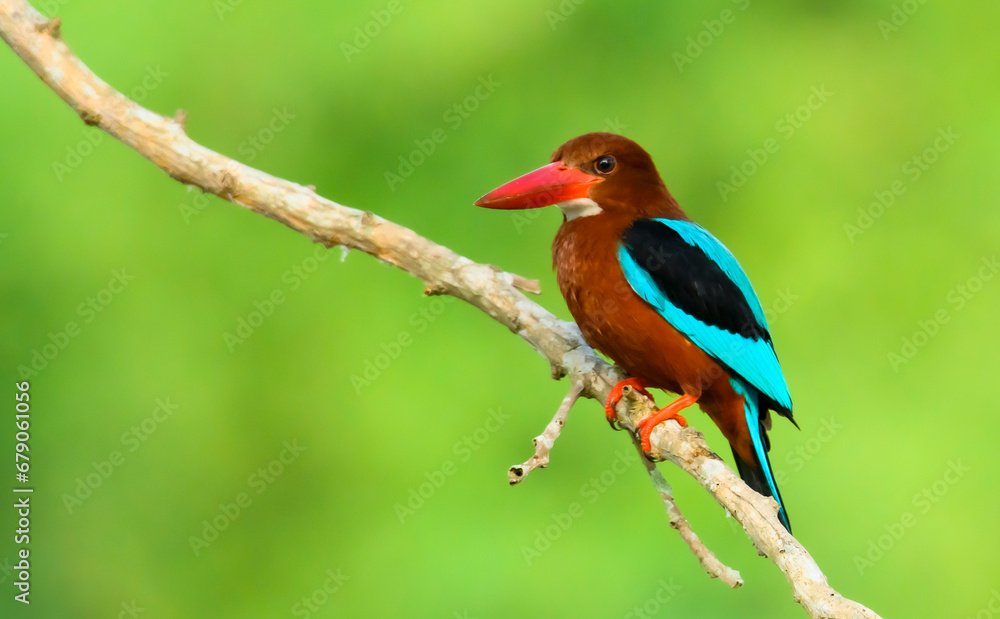 Obraz premium White-throated kingfisher perched on a tree branch, Halcyon smyrnensis