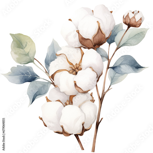 watercolor cotton flowers, cotton flower clipart for graphic resources