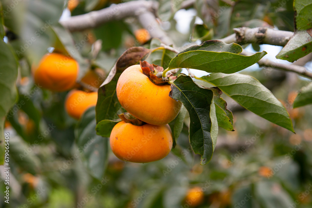 Wall Mural Japanese persimmon treen and fruit in the fall month at harvest time on Sado Island, Niigata prefecture