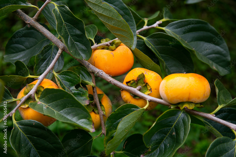 Φωτογραφία Japanese persimmon treen and fruit in the fall month at harvest time on Sado Island, Niigata prefecture