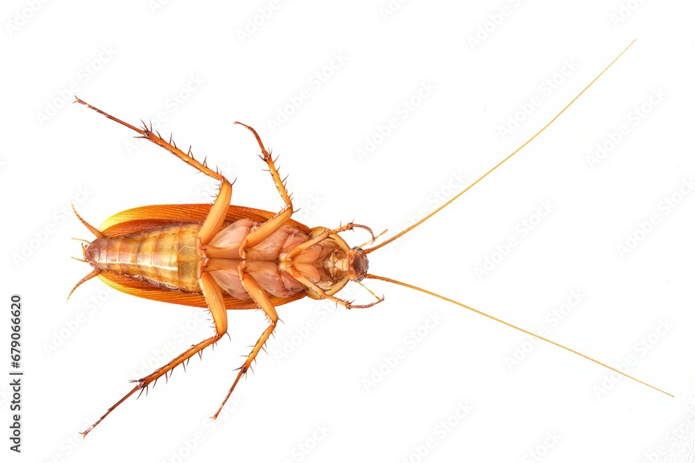 Dead cockroach lying on its back isolated on white background. Dead cockroach lying on its back isolated on white background.