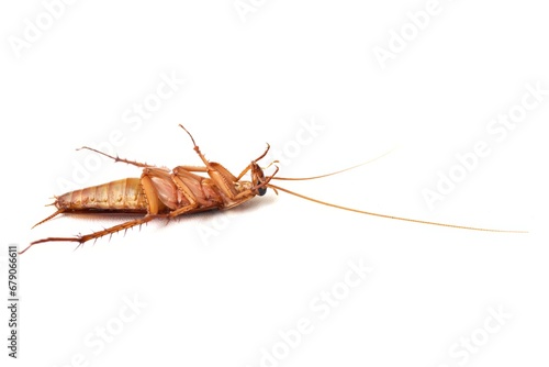 Dead cockroach lying on its back isolated on white background.