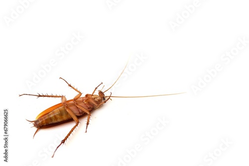 Dead cockroach lying on its back with white blank space background.
