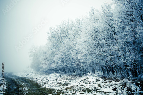 frost covered trees in winter