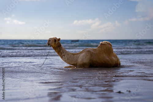 Camel in Diani Beach Kenya taking a bath in the Ocean