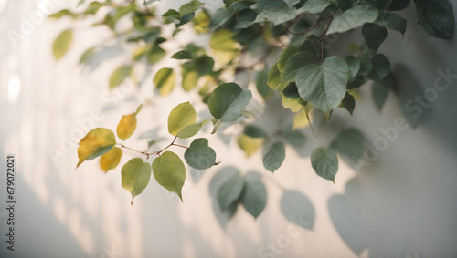 minimal leaf background natural light