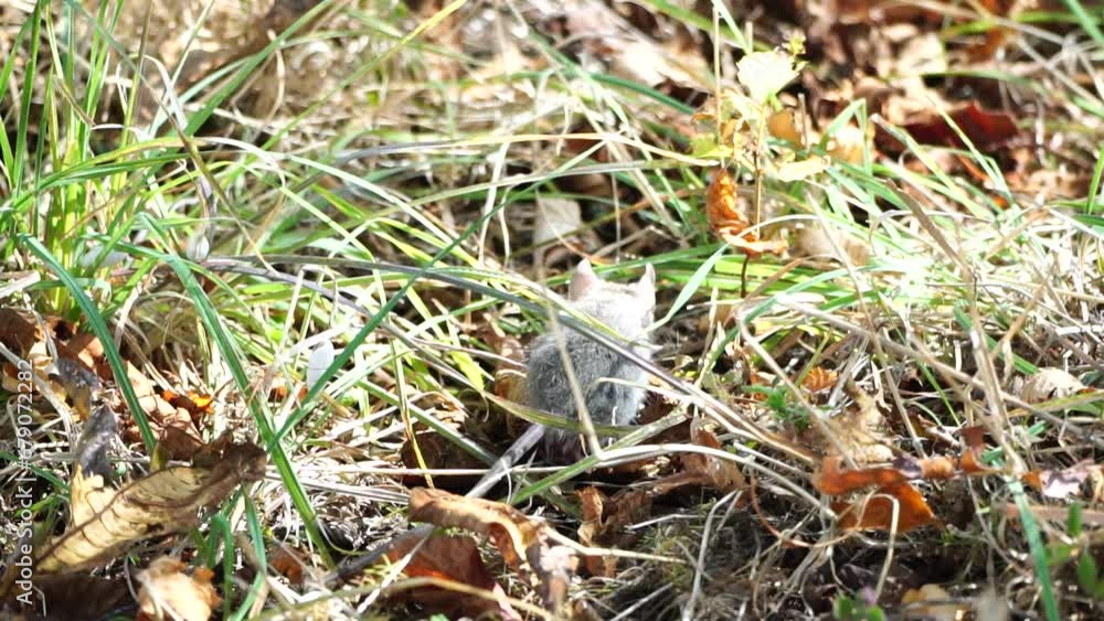 Cat playing with little mouse in backyard, hunts in high grass outdoors. Pet catches rodents. Grey and white cat plays with a mouse in the garden. Concept of natural instincts in pets. Slow motion Cat playing with little mouse in backyard, hunts in high grass outdoors. Pet catches rodents. Grey and white cat plays with a mouse in the garden. Concept of natural instincts in pets. Slow motion