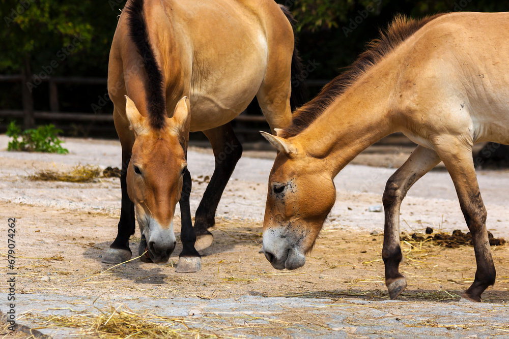 Fototapeta premium ZOO Prague