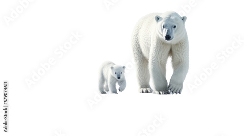 polar bear and baby on the transparent background