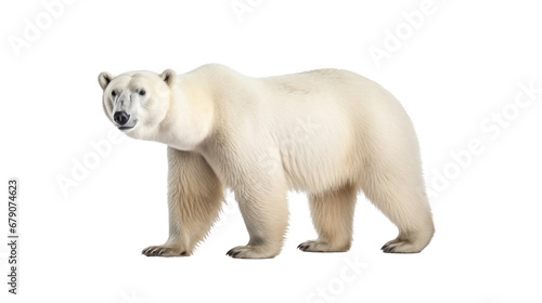 Polar bear on the transparent background