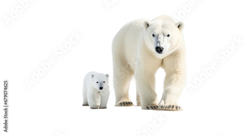 polar bear and baby on the transparent background