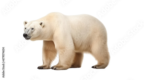 Polar bear on the transparent background