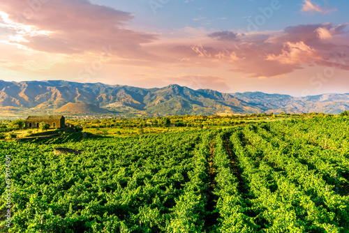 green rows of wineyard with grape on a winery during sunset with amazing mountains and clouds on background photo