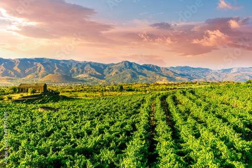 Billede på lærred green rows of wineyard with grape on a winery during sunset with amazing mountai