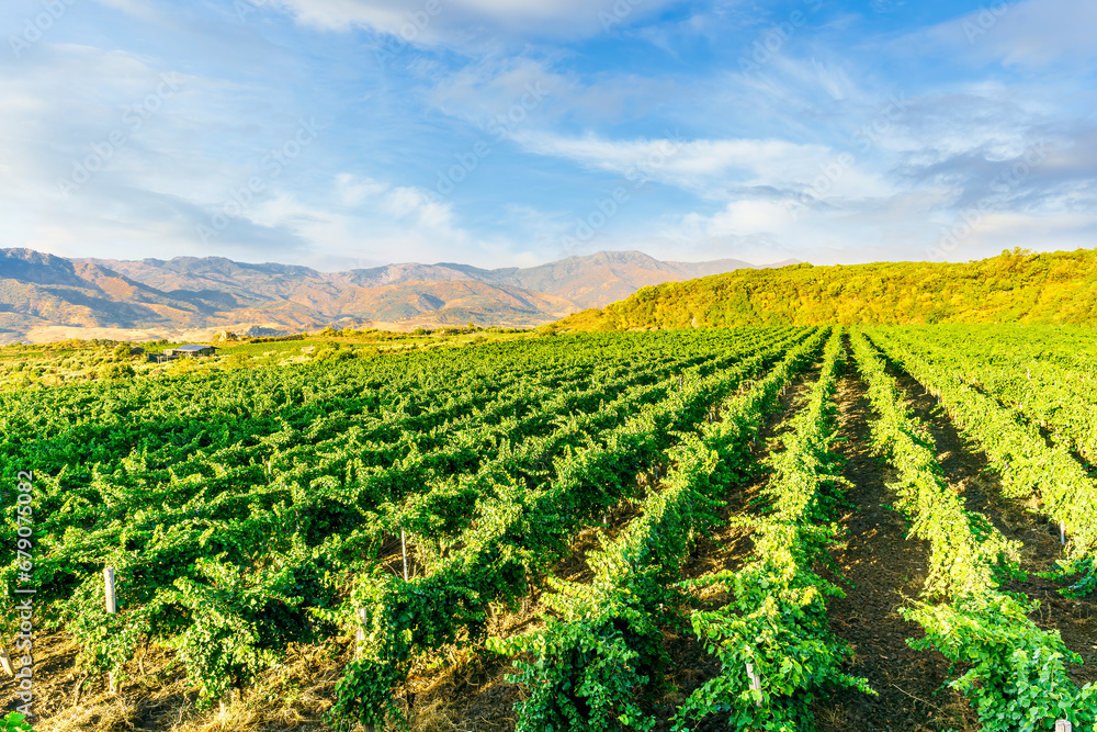 green rows of wineyard with grape on a winery during sunset with amazing mountains and clouds on background