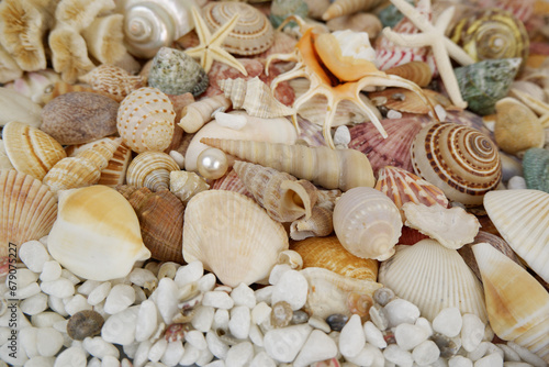 Seashells  starfishes and corals with pearls as background.