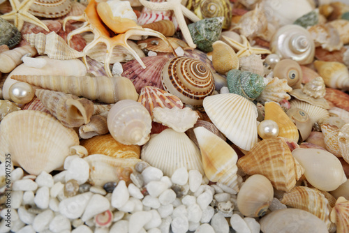 Top view of many seashells, starfishes and corals with pearls