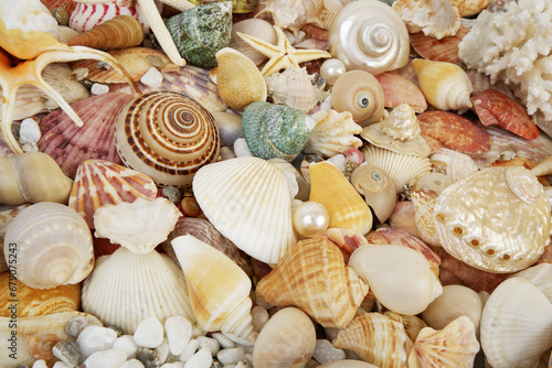 Seashells, starfishes and corals with pearls as background.