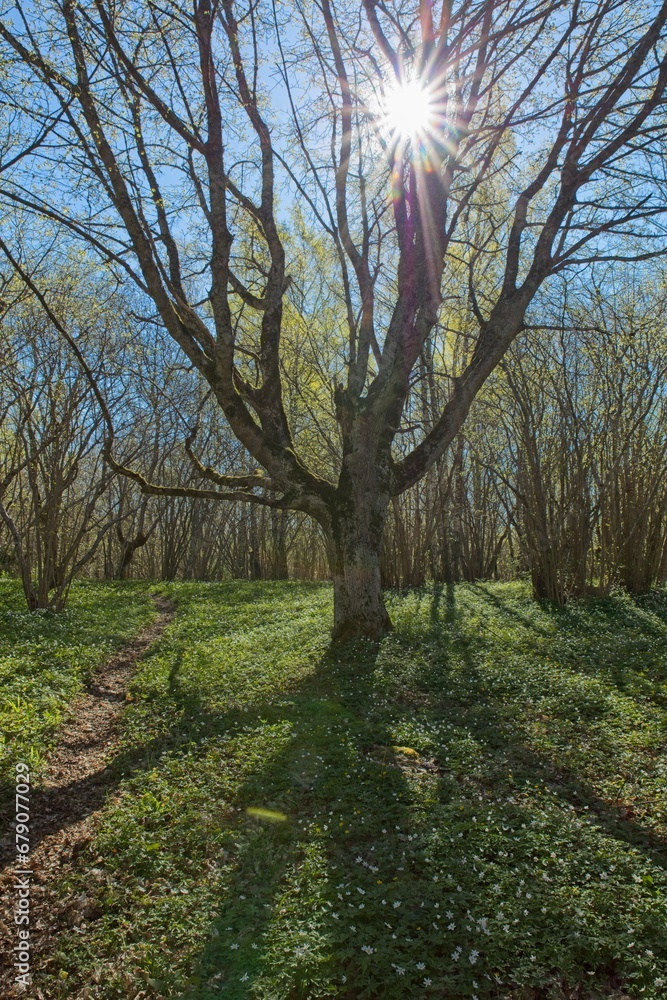 Obraz premium Spring forest with tree and leafless branches with sun rays.
