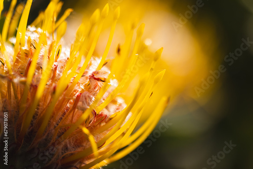 Close up of beautiful yellow flower with long stamens in sunny garden photo
