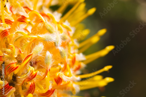 Close up of long yellow stamens of beautiful flower in sunny garden photo
