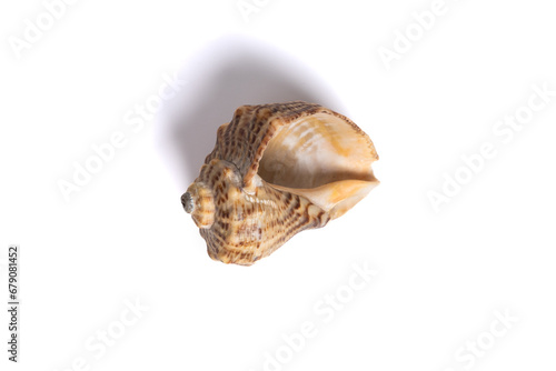 Sea shell isolated on white background. Single Dried brown snail seashell. Top view