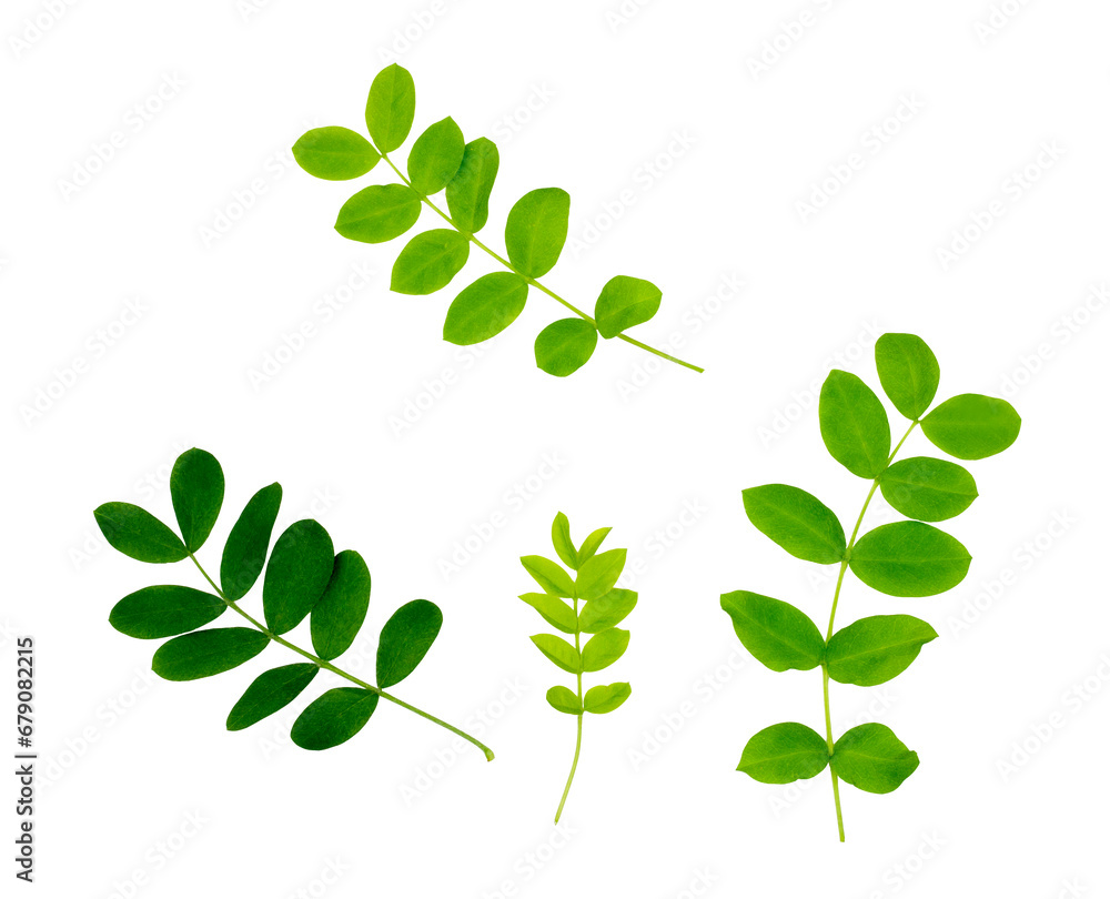 Acacia leaves isolated on a white background, top-down Acacia leaves isolated on a white background, top-down