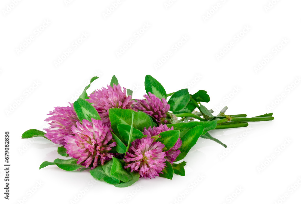 Clover flowers isolated on a white background