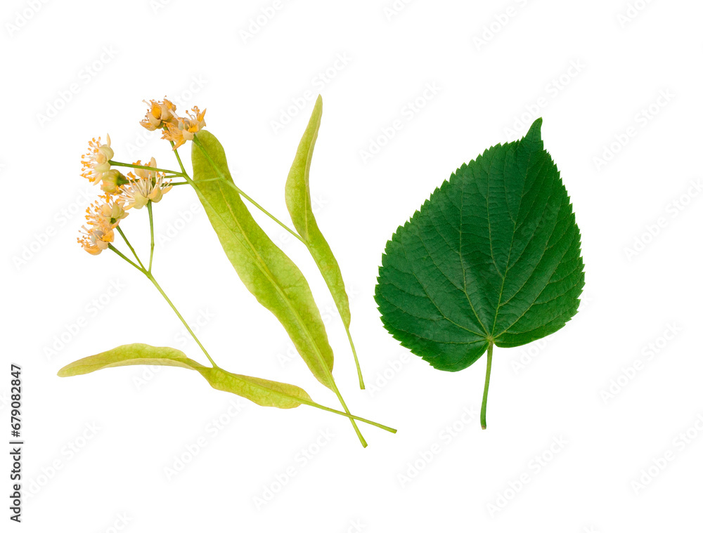 Linden flowers isolated on white background, top view