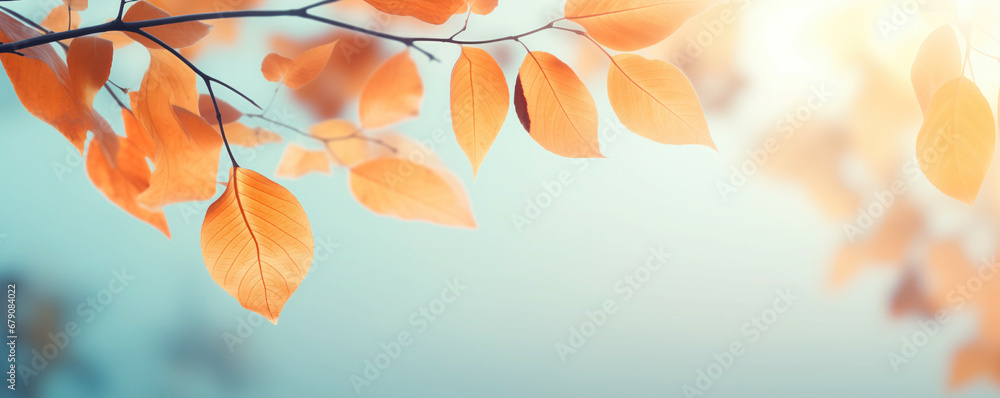 Beautiful yellow and orange autumn leaves on a branch on a sunny day in the park. Autumn banner. Sunny indian summer day Beautiful yellow and orange autumn leaves on a branch on a sunny day in the park. Autumn banner. Sunny indian summer day