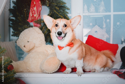 Corgi dog breed. Happy New Year, Christmas holidays and celebration. © OlgaOvcharenko