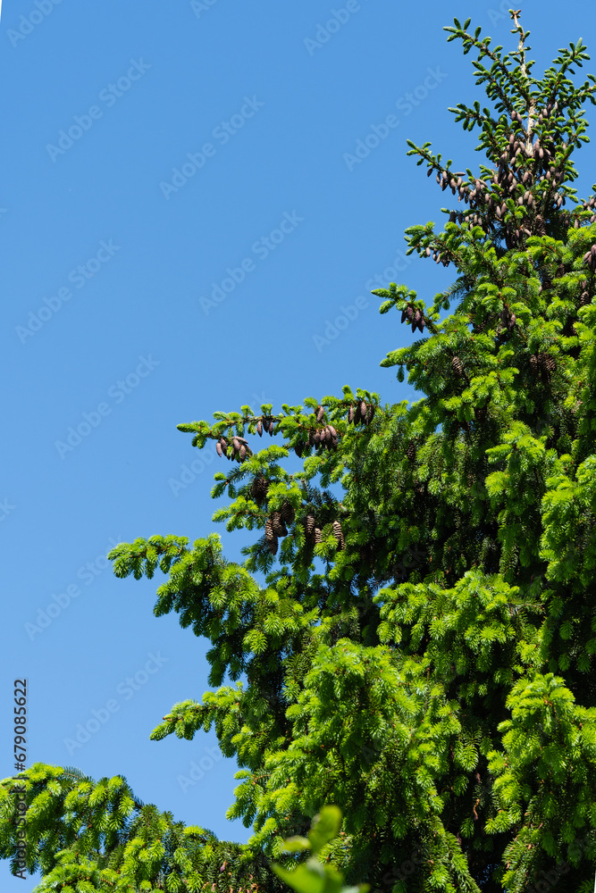 Spruce Picea omorika Karel. Close-up of green and silver needles of Picea omorika Karel spruce against blue spring sky. Selective focus. Natural sunlight. Nature concept for design. Spruce Picea omorika Karel. Close-up of green and silver needles of Picea omorika Karel spruce against blue spring sky. Selective focus. Natural sunlight. Nature concept for design.