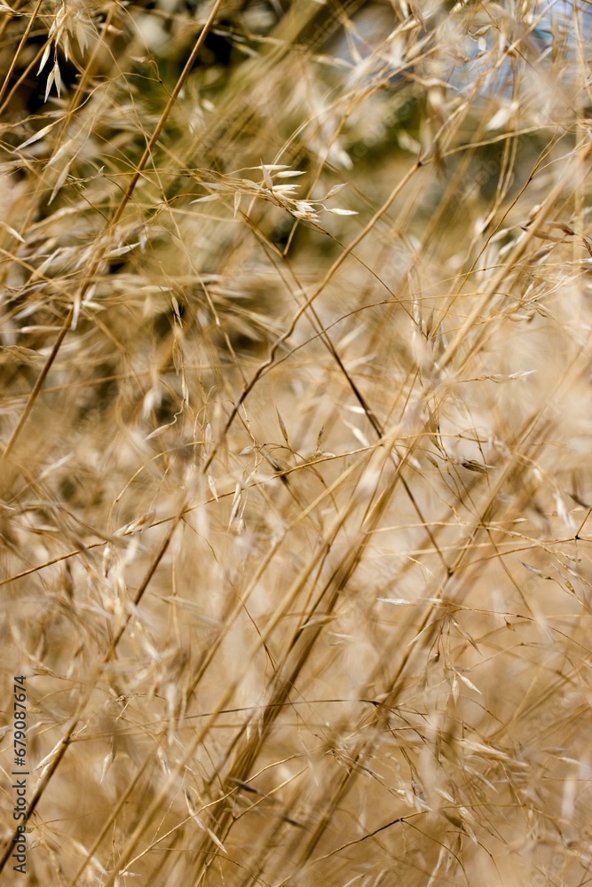 Fototapeta premium Close-up view of dry forest grass in the wind. Stems bend to the right.