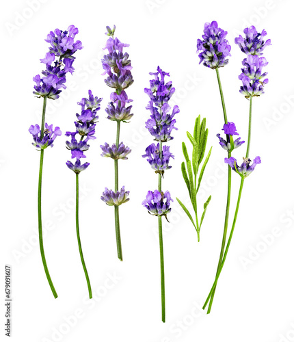 Lavender separate flowers isolated on a white background