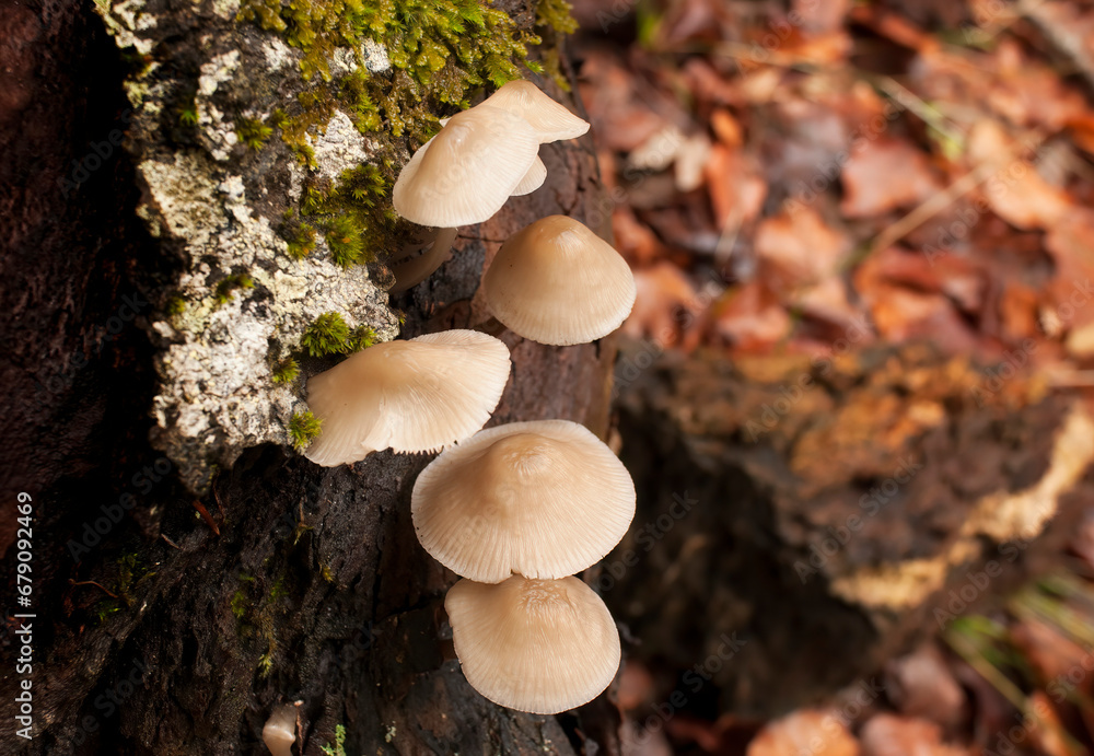 Group of mushrooms on a tree trunk in autumn. Image with shallow depth of field. Group of mushrooms on a tree trunk in autumn. Image with shallow depth of field.