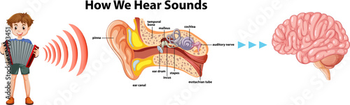 Educational Infographic: Human Hearing Systems Explained
