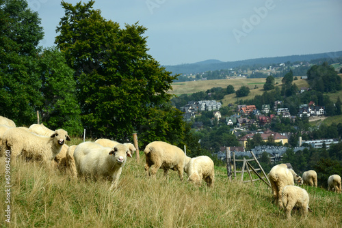 Fototapeta Naklejka Na Ścianę i Meble -  Herd of sheep on beautiful mountain meadow.  Picturesque landscape background on mountainous terrain.
