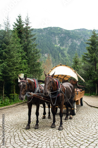beautiful horses are ready to transport tourists in the mountains to explore the Morskie Oko lake in Zakopane © Olena