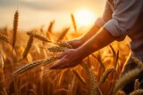 A man gently picks up ripe ears on a wheat field in the sunset rays.