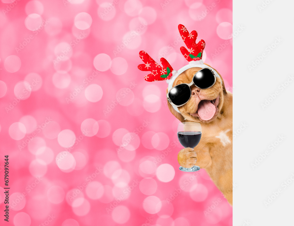 Happy Mastiff puppy dressed like santa claus reindeer  Rudolf looking from behind empty white banner and holds glass of champagne. Festive blurred background