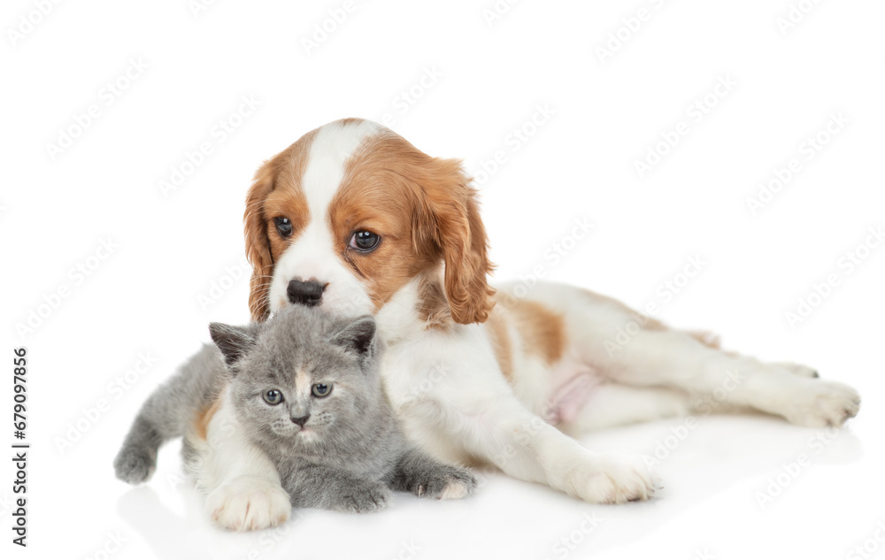Friendly Cavalier King Charles Spaniel hugs and kisses tiny kitten. isolated on white background