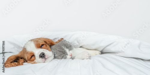 Friendly Cavalier King Charles Spaniel sleeps and hugs tiny kitten on the bed at home. Empty space for text