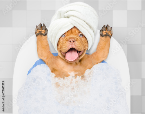 Happy Mastiff puppy with towel on it head takes the bath with foam at home. Top down view © Ermolaev Alexandr